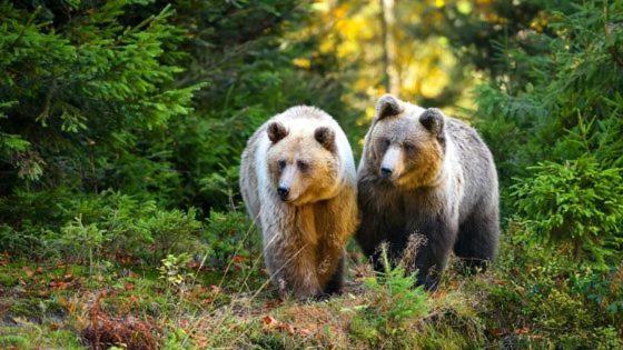 Hotel Au Lit Des Ours
